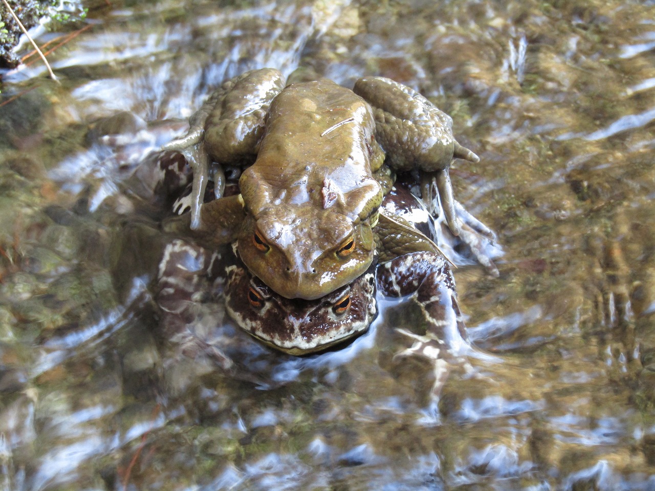 エコパの生きもの アズマヒキガエル エコパ伊奈ヶ湖