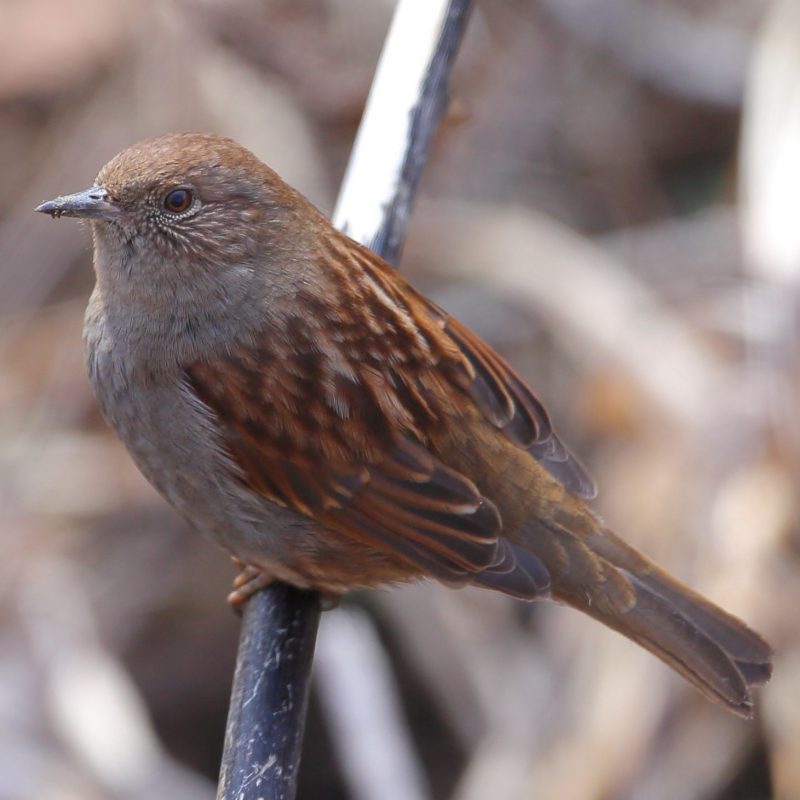 はじめての冬鳥観察会 冬の野鳥調査体験 実施しました エコパ伊奈ヶ湖